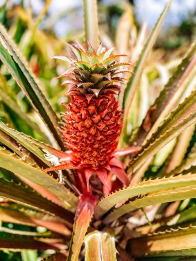 Ağaçtaki ananas