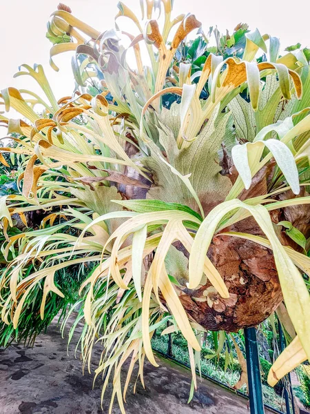 Güzel botanik fotoğrafı, doğal duvar kağıdı.