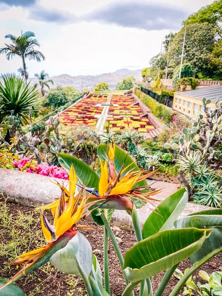 Güzel botanik fotoğrafı, doğal duvar kağıdı.