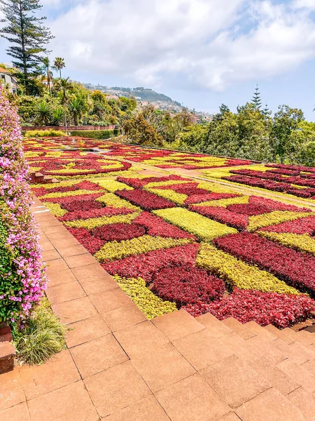 stock image beautiful flowers in the park