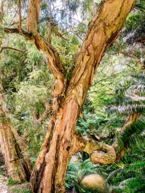 Ormandaki bir ağaç 