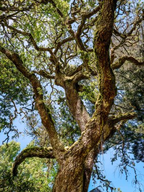 Ormanın tepesinde bir ağaç 
