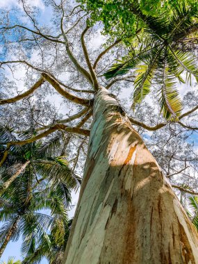 Yeşil ormanın ortasındaki bir ağacın alçak açılı görüntüsü. 