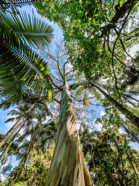Ormanın güzel manzarası 