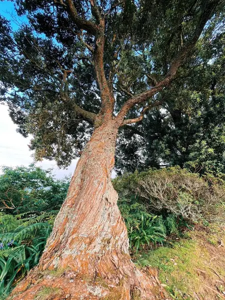 Ormandaki ağaç gövdesi 