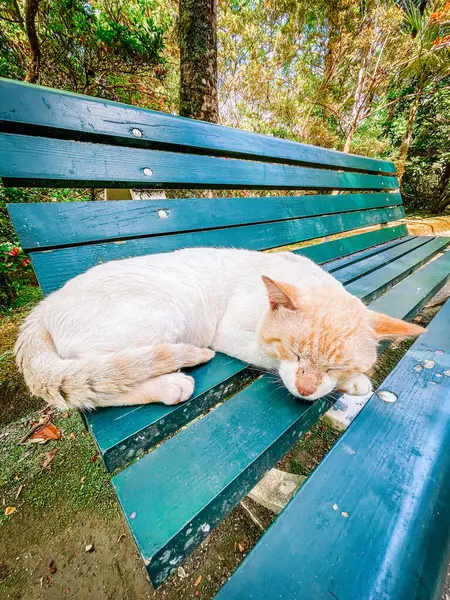 ベンチで寝てる猫 — ストック写真