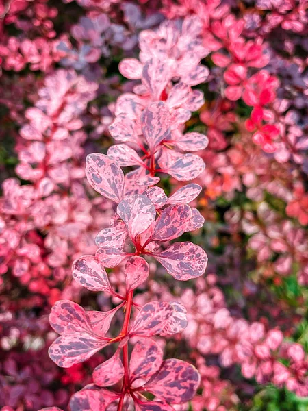 Όμορφα Κόκκινα Φύλλα Στον Κήπο — Φωτογραφία Αρχείου