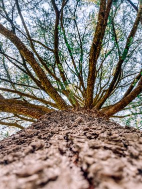 Yeşil yapraklı bir ağaca yakın çekim