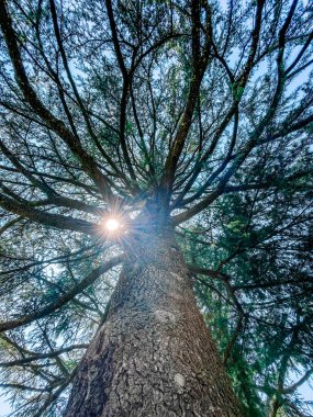 Ormanda yeşil ağaçlar