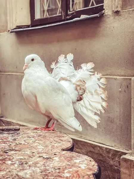 Pigeon Blanc Dans Rue — Photo