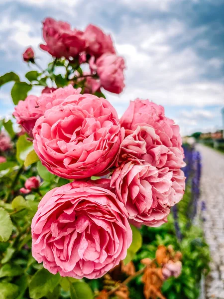 Bahçenin arka planında güzel pembe güller