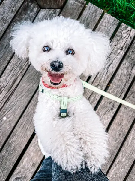 Parktaki köpek portresi