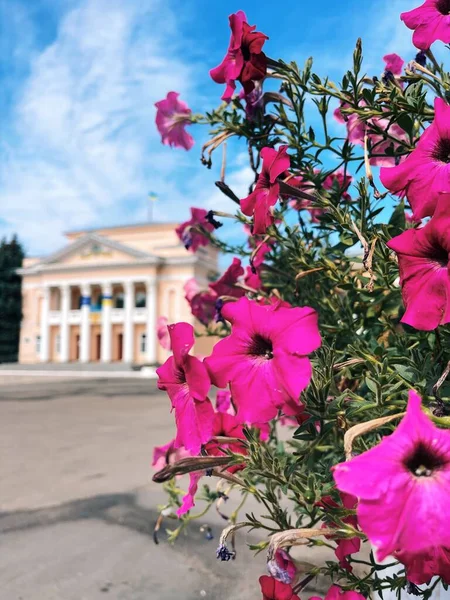 Bahçedeki güzel çiçekler