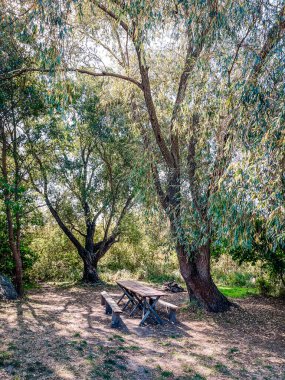 Dağlardaki ormanın güzel bir görüntüsü.
