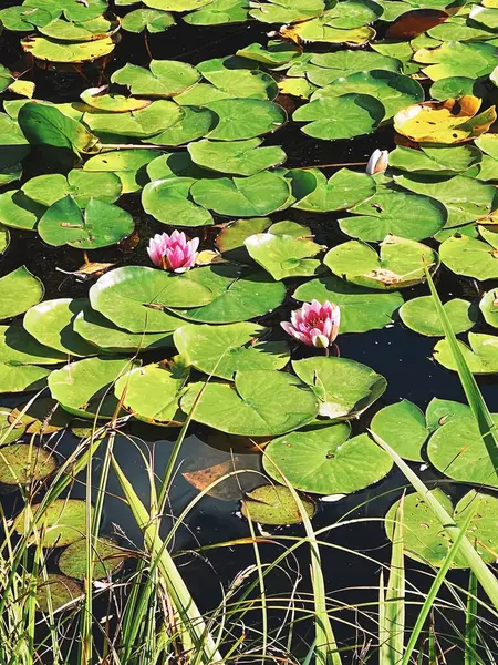 Gölette güzel nilüfer çiçeği