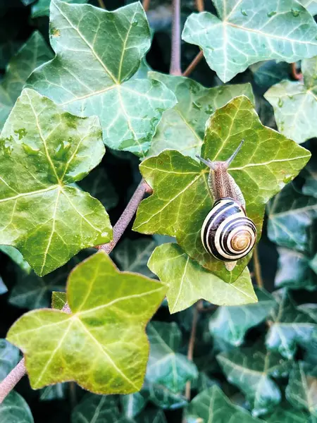 yeşil salyangoz yerde