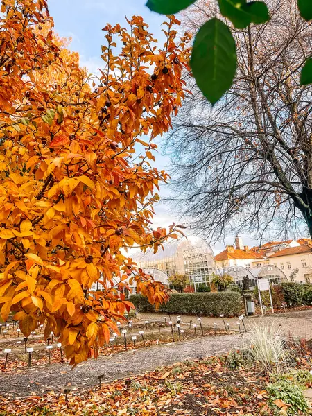 Ormanda sonbahar yaprakları