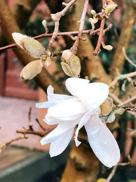 Fiore Bianco Giardino Foto Stock Royalty Free
