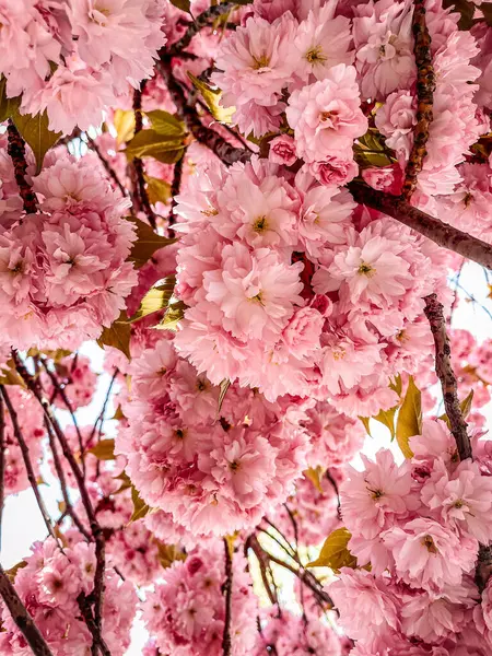 Bellissimo Fiore Sakura Rosa Giardino Immagini Stock Royalty Free