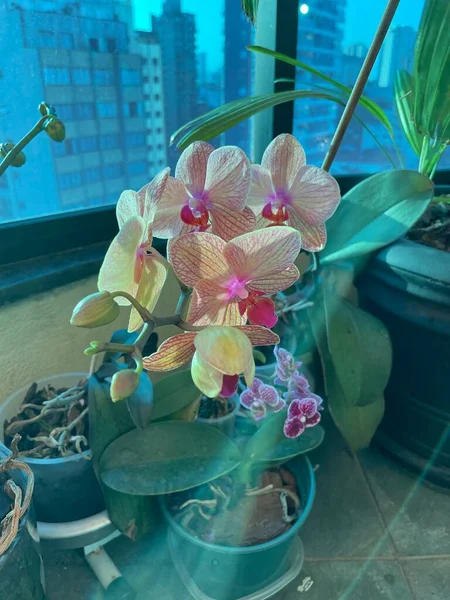 Красива Квітка Орхідеї Саду — стокове фото