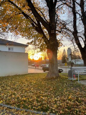 Ağaçlar ve yapraklarla dolu sonbahar parkı