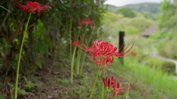 Spinnenlilien Blühen Ländlichen Gebieten Japans — Stockvideo