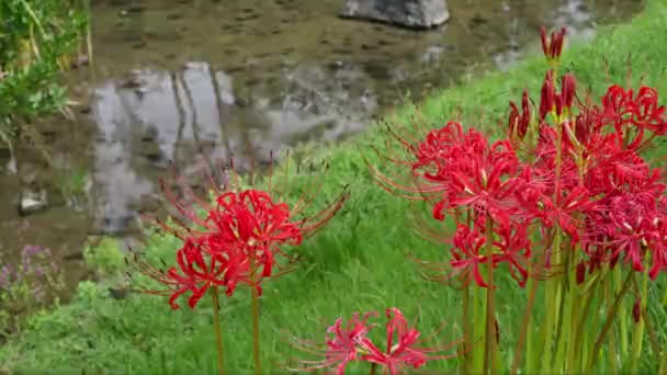 Kırmızı Örümcek Zambağı Çiçekleri Lycoris Radiata — Stok video