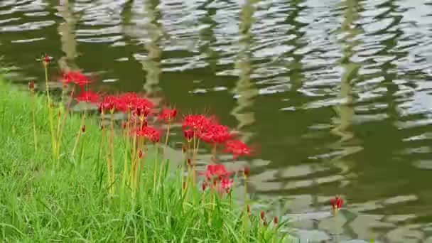Červené Květy Pavoučí Lilie Lycoris Radiata — Stock video