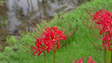 Kırmızı örümcek zambağı çiçekleri (Lycoris radiata)