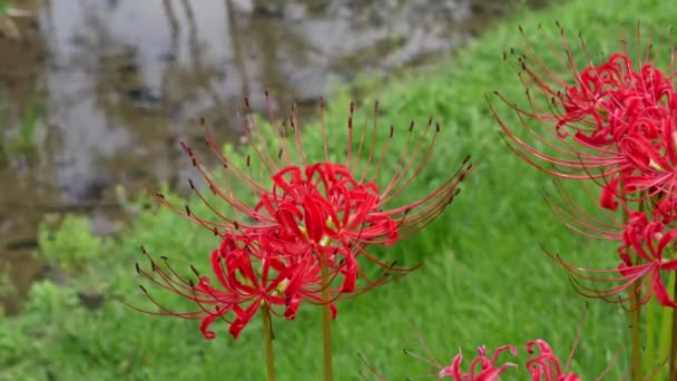 赤いクモ百合の花 ライコリスラジータ — ストック動画