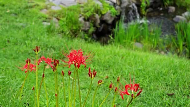 Czerwony Pająk Lilia Kwiaty Lycoris Radiata — Wideo stockowe