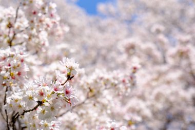 Bahar vakti kiraz çiçeği açan 'sakura'