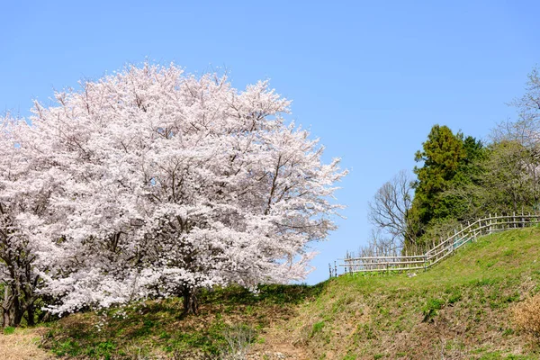 Piękny Kwiat Wiśni Sakura Wiosnę — Zdjęcie stockowe