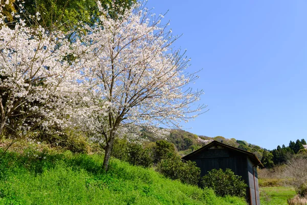 Gyönyörű Cseresznyevirág Sakura Tavasszal — Stock Fotó