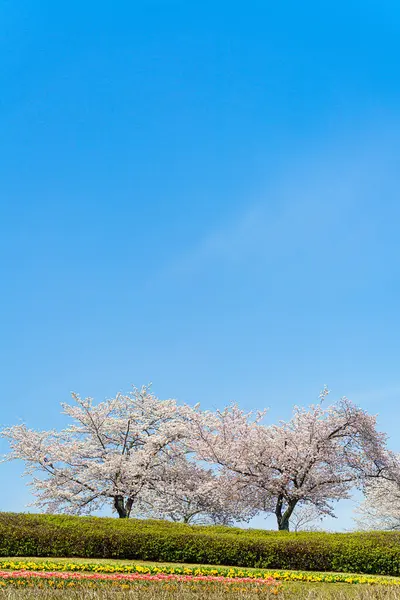 Gyönyörű Cseresznyevirág Sakura Tavasszal — Stock Fotó