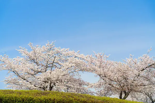 Krásné Třešňové Květy Sakura Jaře — Stock fotografie
