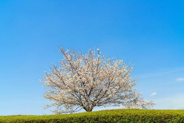 Beautiful Cherry Blossom Sakura Spring Time — Stock Photo, Image