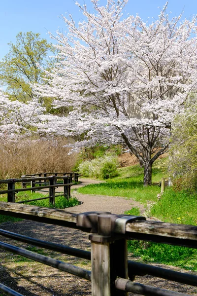 Krásné Třešňové Květy Sakura Jaře — Stock fotografie