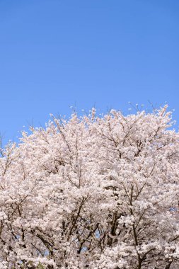Bahar vakti kiraz çiçeği açan 'sakura'