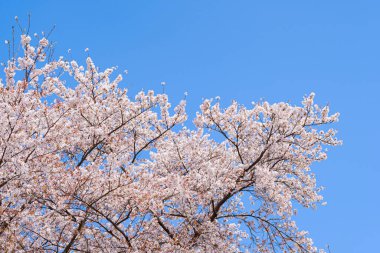 Bahar vakti kiraz çiçeği açan 'sakura'