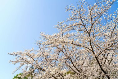 Bahar vakti kiraz çiçeği açan 'sakura'