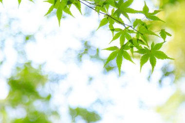 Taze yeşil yapraklar ve arkaplan