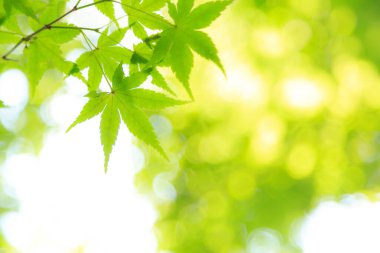 Taze yeşil yapraklar ve arkaplan