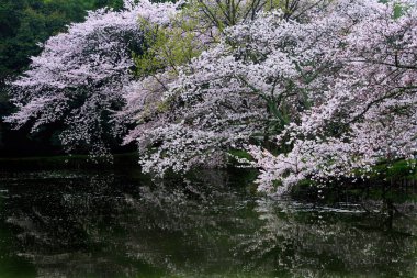 Bahar vakti kiraz çiçeği açan 'sakura'