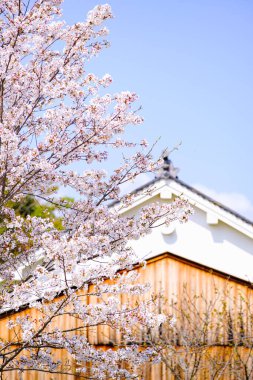 Bahar vakti kiraz çiçeği açan 'sakura'