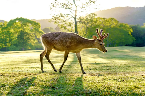 Jelen Nara Parku Byly Chráněny Velmi Pečlivě Již Dávných Dob — Stock fotografie