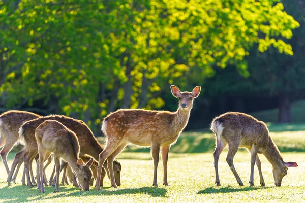 奈良公园的鹿儿从远古时代起就非常小心地受到保护 — 图库照片