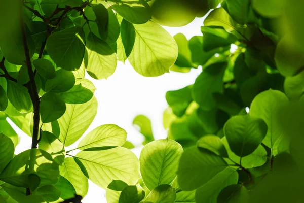 Čerstvé Zelené Listy Pozadí — Stock fotografie