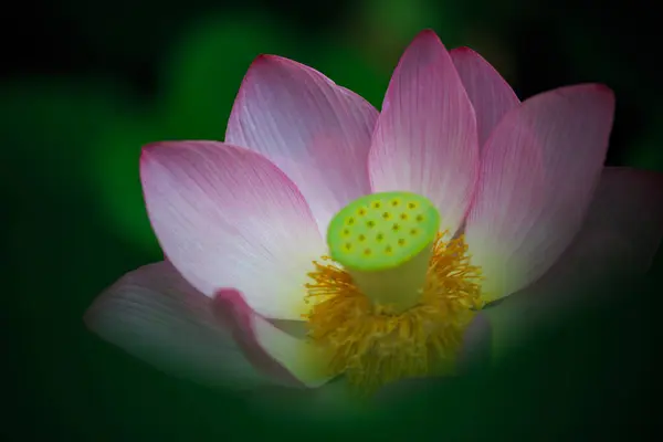 Fleur Lotus Fleurissant Dans Étang Été Avec Des Feuilles Vertes — Photo