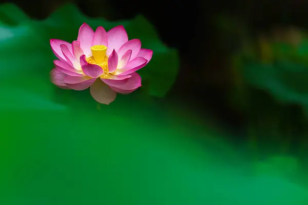Lotosový Květ Kvete Letním Jezírku Zelenými Listy Jako Pozadí — Stock fotografie